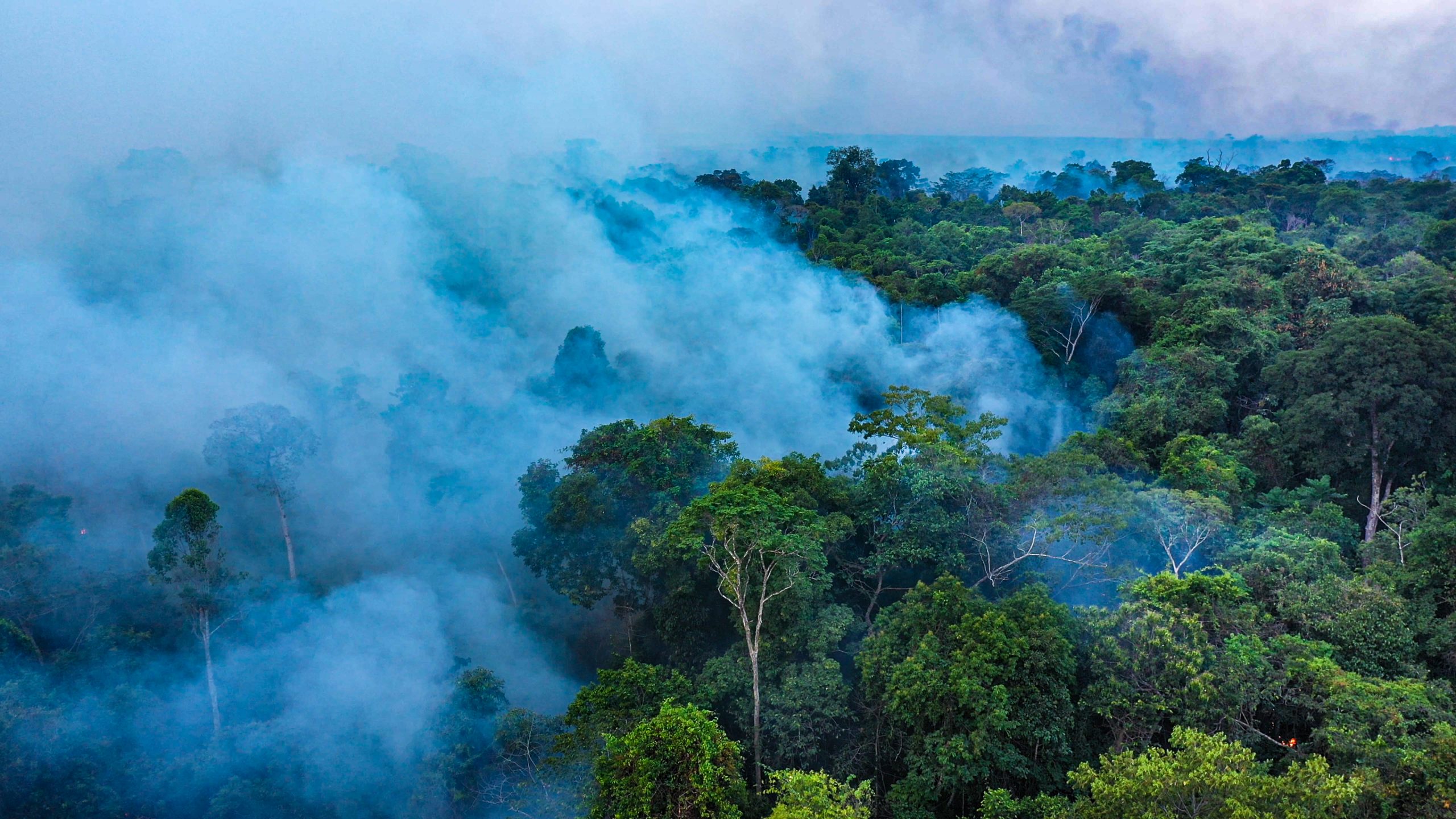 A Terra, O Ar, O Fogo, A Água, Retorna - Irmãos da Floresta 