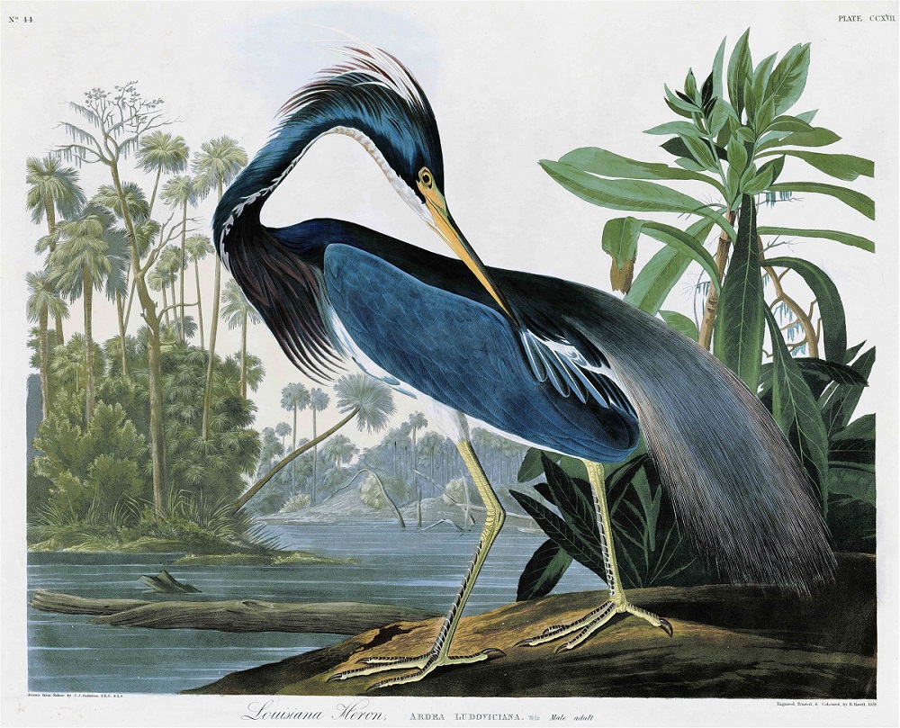 Birds of America Mostra Ecofalante de Cinema